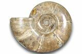 Polished Ammonite (Argonauticeras) Fossil - Purple Iridescence #246204-1
